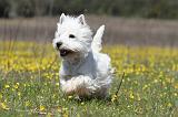 WESTIE 200